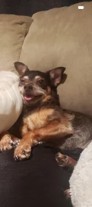 Chapo the Dog