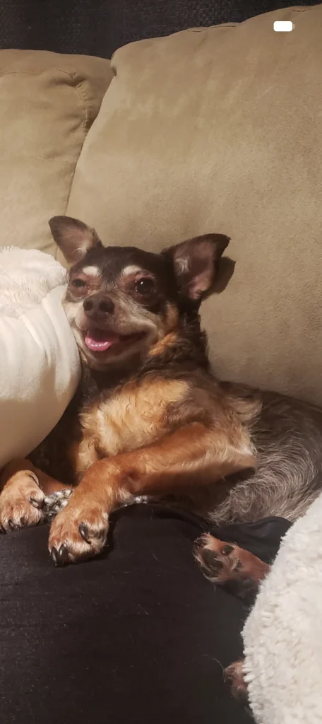 Chapo the Dog avatar