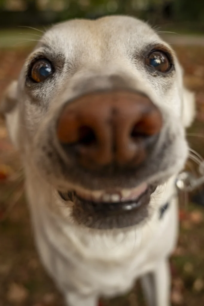 Michael Augusteijn avatar