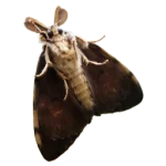 Moth