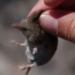 inini