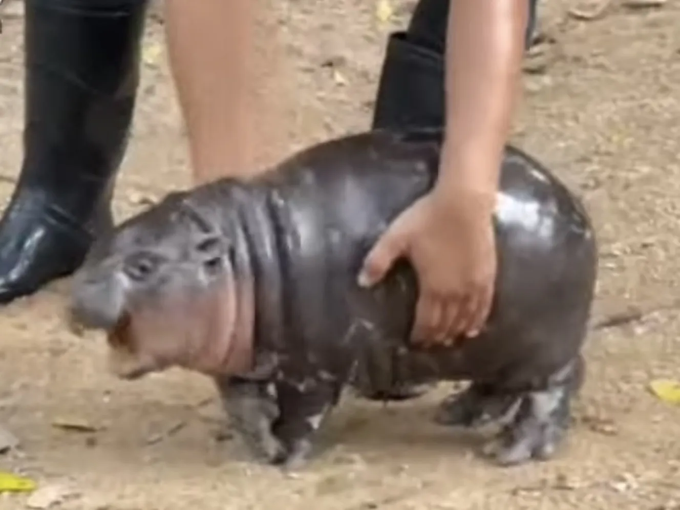North American House Hippo