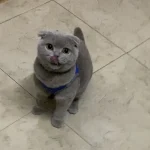 Pympi