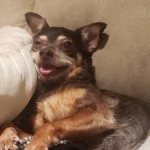 Chapo the Dog
